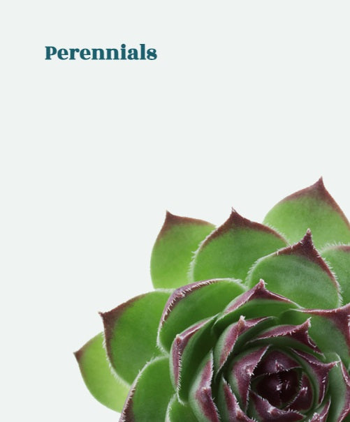 Perennials