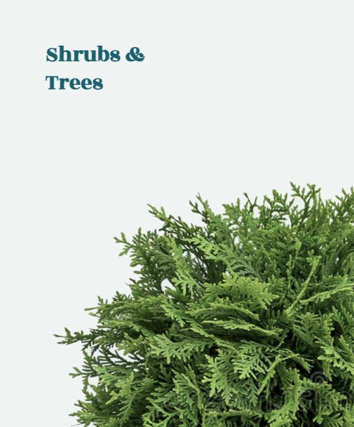 Trees & Shrubs