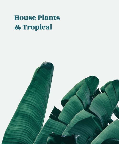 House Plants