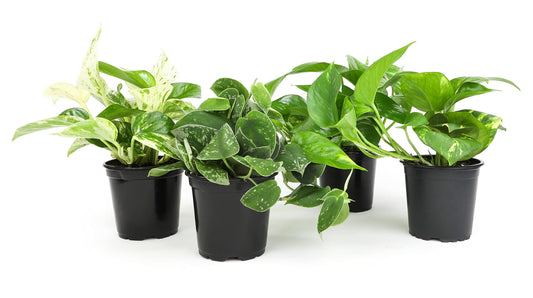 Live Pothos Plants (4PK) Indoor Plants Live Houseplants, Pothos Live Plant House Plants, Money Plant Indoor Pothos Plant Decor, Devils Ivy Trailing Plants Live by Plants for Pets,Black