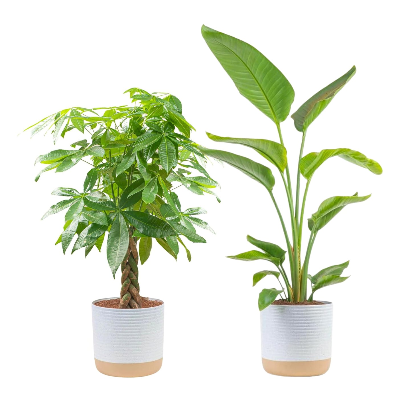 Costa Farms Money Tree, Easy Care Indoor Plant, Live Houseplant in Ceramic Planter Pot, Bonsai Potted in Potting Soil, Home Décor, Birthday Gift, New Home Gift, Outdoor Garden Gift, 16-Inches Tall