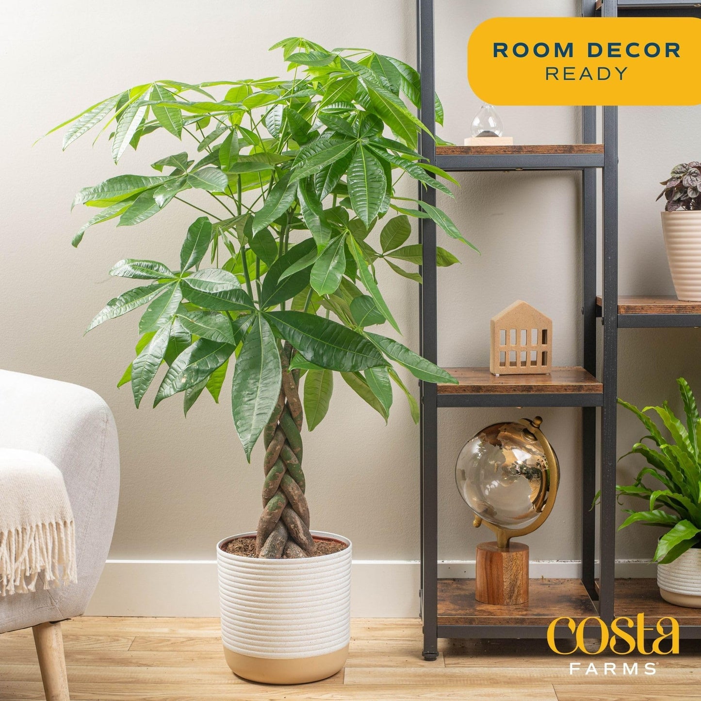 Costa Farms Money Tree, Easy Care Indoor Plant, Live Houseplant in Ceramic Planter Pot, Bonsai Potted in Potting Soil, Home Décor, Birthday Gift, New Home Gift, Outdoor Garden Gift, 16-Inches Tall