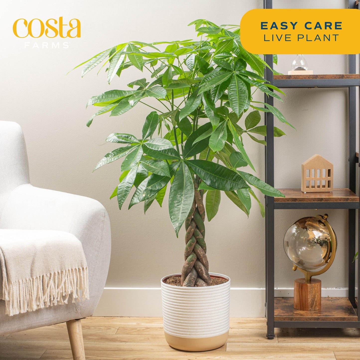 Costa Farms Money Tree, Easy Care Indoor Plant, Live Houseplant in Ceramic Planter Pot, Bonsai Potted in Potting Soil, Home Décor, Birthday Gift, New Home Gift, Outdoor Garden Gift, 16-Inches Tall