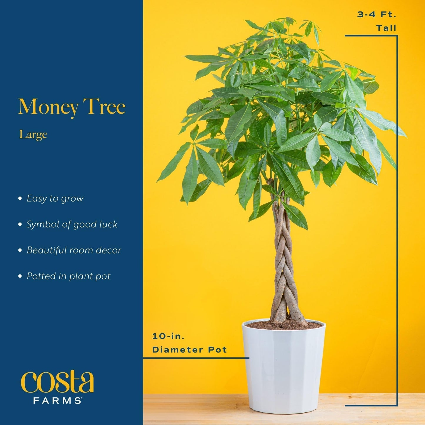 Costa Farms Money Tree, Easy Care Indoor Plant, Live Houseplant in Ceramic Planter Pot, Bonsai Potted in Potting Soil, Home Décor, Birthday Gift, New Home Gift, Outdoor Garden Gift, 16-Inches Tall